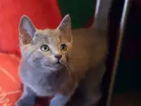 Продам котят русской голубой кошки, фотография 7