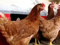 куры несушки