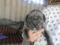Кане Корсо щенки
