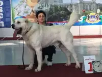 Щенки среднеазиатской овчарки, фотография 6