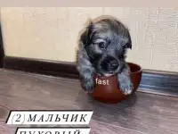 Продам щенков китайской хохлатой собаки