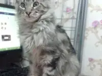 Котята Мейн-куны из питомника