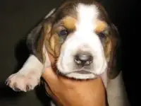 Щенки эстонской гончей.