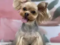 Стрижка собак. Стрижка кошек. Выезд на дом., фотография 8