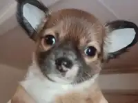 Девочки чихуахуа