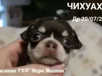 Щенки чихуахуа разного возраста, пола и окраса
