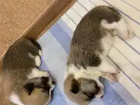 Щенки Вельш Корги Пемброк, фотография 5