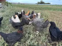 Куры несушки Хайсексы, Ломаны, Доминанты