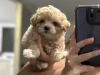 Щеночки мальтипу