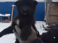 отдам найденного щенка в хорошие руки