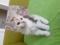Котёнок Мейн-кун
