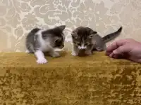 Отдам умных, красивых котят в добрые руки бесплатно, фотография 2