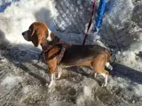 Бигль щенок