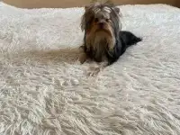 Продается великолепный во всех отношениях мальчик с замечательным характером, фотография 5