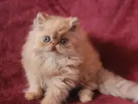Чистопородные котята - персы и экзоты, фотография 6