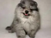 Мерле померанский шпиц
