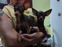 Щенок Русский той терьер, фотография 4