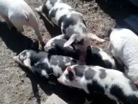продажа свиней и поросят