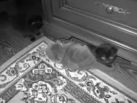 котята, фотография 6