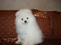 красотули