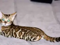 бенгальские котята, фотография 9