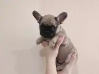 Щенки французского бульдога