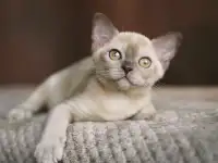 Европейская Бурма котята шоколадная Девочка, фотография 3
