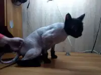Стрижка кошек с выездом на дом, фотография 3