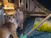 Отдаю котят, фотография 5