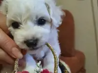 2 малыша бишона фризе