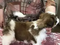 Щенки шитцу, фотография 4