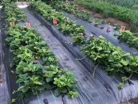 Агроткань почвоукрывной материалагротекстиль, фотография 7