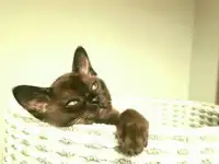 Котята бурма, фотография 5