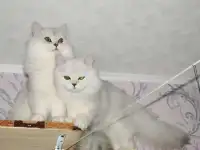 Нежные котята для души, фотография 3