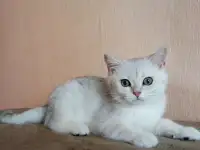 Британские котята