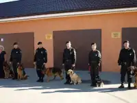 Алиментная девчушка немецкой овчарки., фотография 2