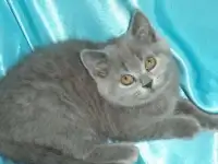 Шотландские голубые кошечки, фотография 5