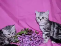 британские котята в Балаково