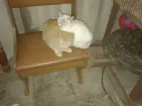 Отдам в добрые руки котят. Котята уличные, фотография 5