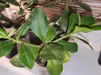 Талинум метельчатый  комнатный многолетник, суккулент, полукустарник., фотография 6