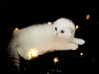 Котята, фотография 5