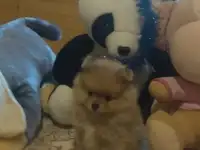 Щенки шпица