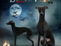 Щенки левретки, фотография 9