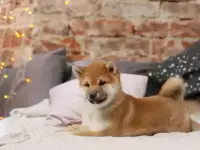 Щенки Сиба Ину