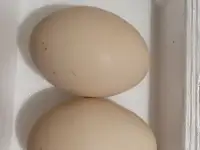 Яйцо домашних кур свежее