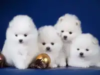 Шпицы СНЕГОВИЧКИ ПУХОВИЧКИ, фотография 2