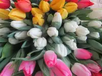 Тюльпаны к 8 Марта