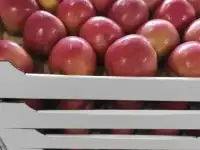 Яблоки оптом (более 4000 тонн)