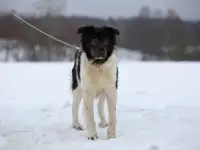 Светлый и чудесный пёс Джимми в добрые руки, фотография 2