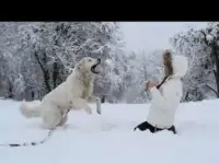 Щенки мареммо абруццкой овчарки, фотография 5